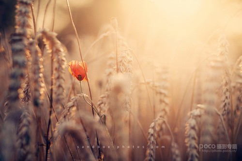 人像必備 購(gòu)買85mm定焦鏡頭的五大理(lǐ)由 人像必備 購(gòu)買85mm定焦鏡頭的五大理(lǐ)由